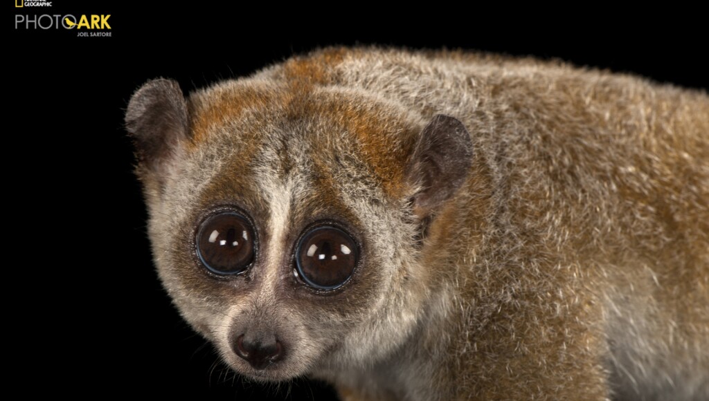 Nycticebus pygmaeus